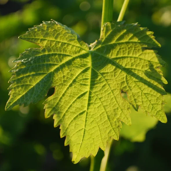 Itinéraires à vélo