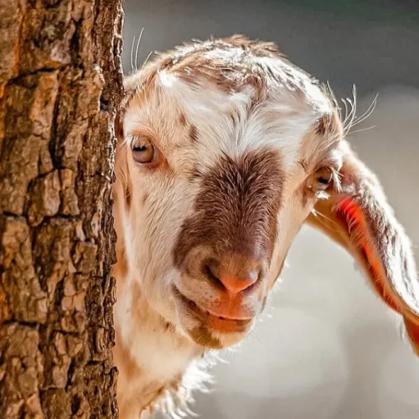 What to do in Saint-Ciers?